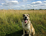 Собаки в Кохме: С.А.О вязка, 1 руб. - фото 4