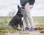 Собаки в Клине: Уникальная Шерри Девочка, Бесплатно - фото 7