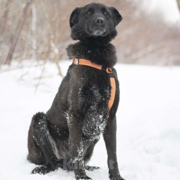 Собаки в Москве: Киара  Девочка, Бесплатно - фото 3