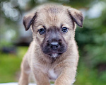 Собаки в Солнечногорске: Щенок в добрые руки Мальчик, Бесплатно - фото 3