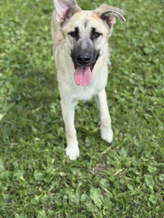 Собаки в Москве: Люсенька ожидает в приюте своих родителей Девочка, Бесплатно - фото 6
