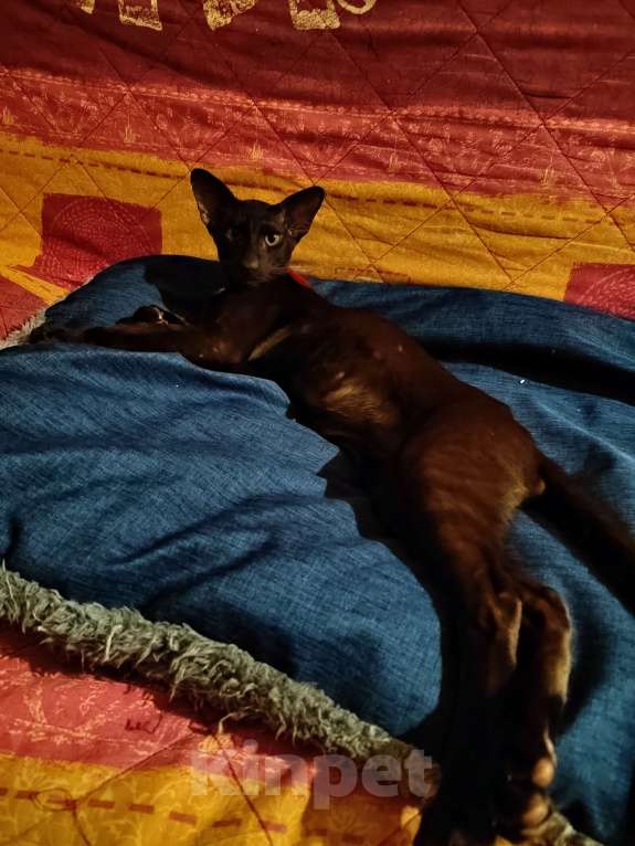 Кошки в других городах Воронежской области: Продажа ориентальных котят. Разнополые, 25 000 руб. - фото 1