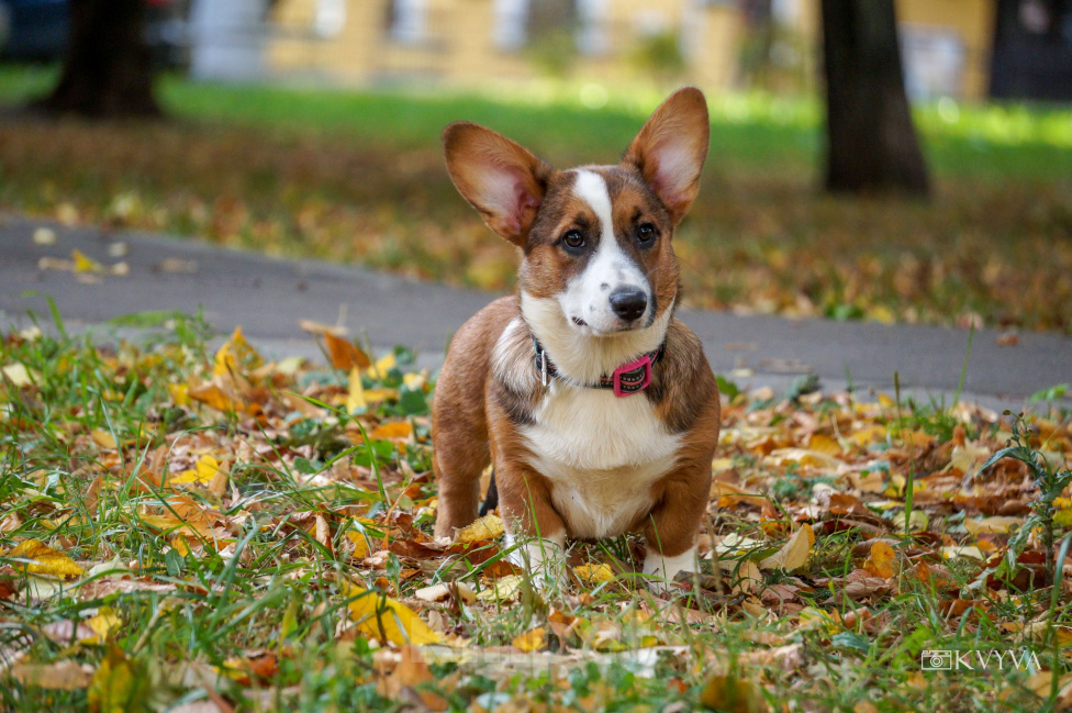 Собаки в Москве: Кнопка Девочка, 50 000 руб. - фото 4