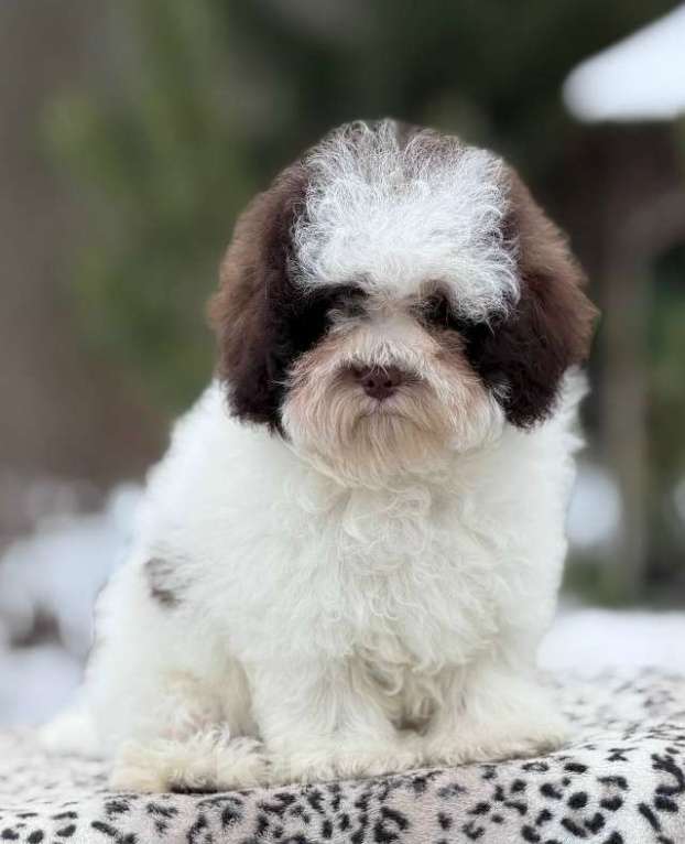 Собаки в Санкт-Петербурге: Мальтипу девочка от Китайских родителей Девочка, 200 000 руб. - фото 2