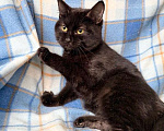 Кошки в Москве: Роскошная черная кошечка Лилу в добрые руки Девочка, Бесплатно - фото 3