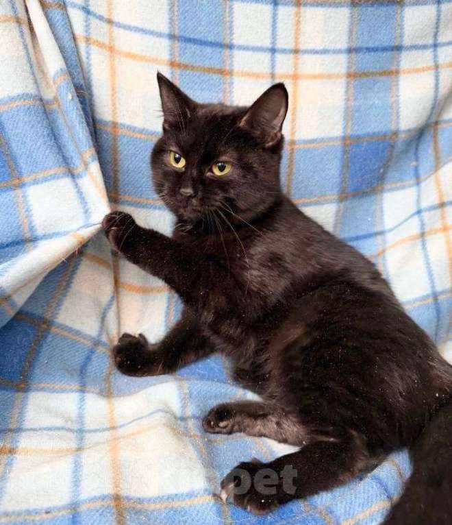 Кошки в Москве: Роскошная черная кошечка Лилу в добрые руки Девочка, Бесплатно - фото 3