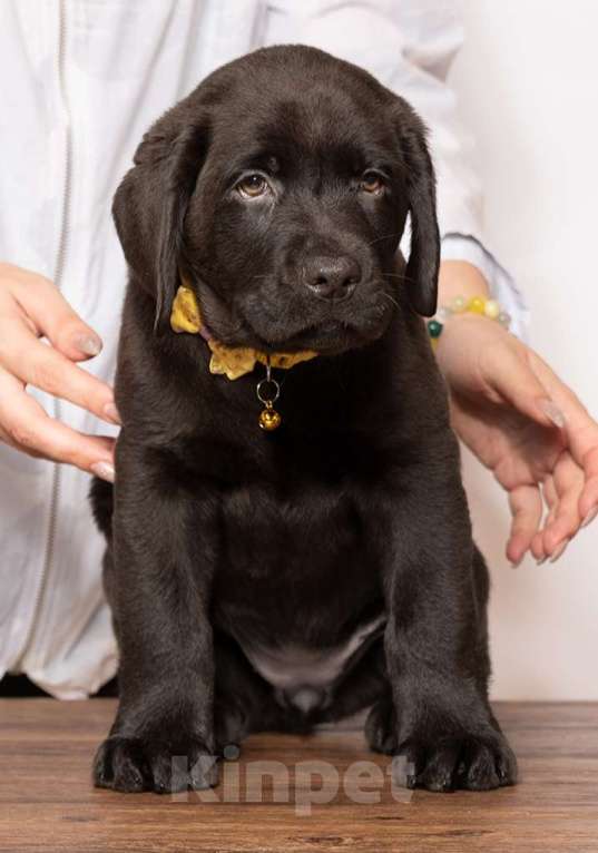 Собаки в Курске: Щенки лабрадора ретривера  Девочка, Бесплатно - фото 1