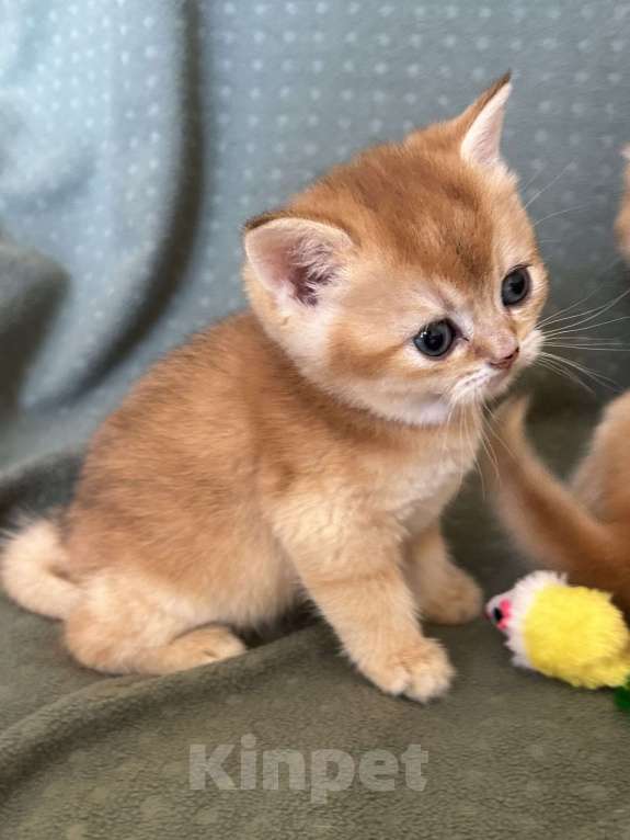 Кошки в Москве: Кошечка золотая шиншилла Девочка, 25 000 руб. - фото 3