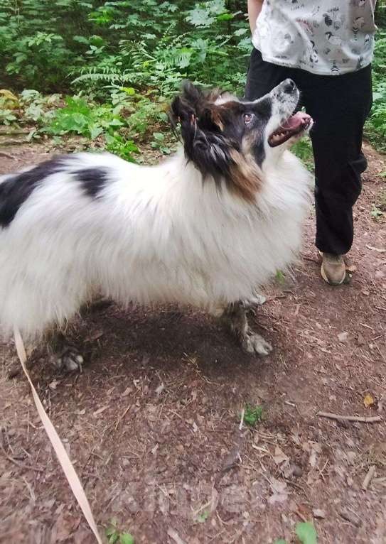 Собаки в Балашихе: Тейлор папильон XXL Мальчик, Бесплатно - фото 3