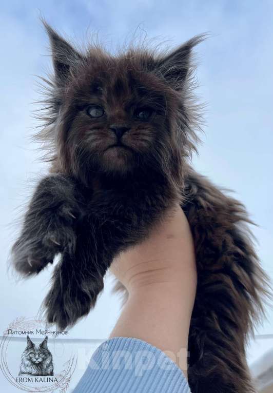 Кошки в Санкт-Петербурге: Котик черный дым Мальчик, 100 000 руб. - фото 1