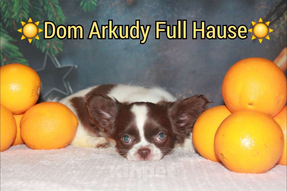 Собаки в Москве: Шоколадный Красавчик  Мальчик, 50 000 руб. - фото 5