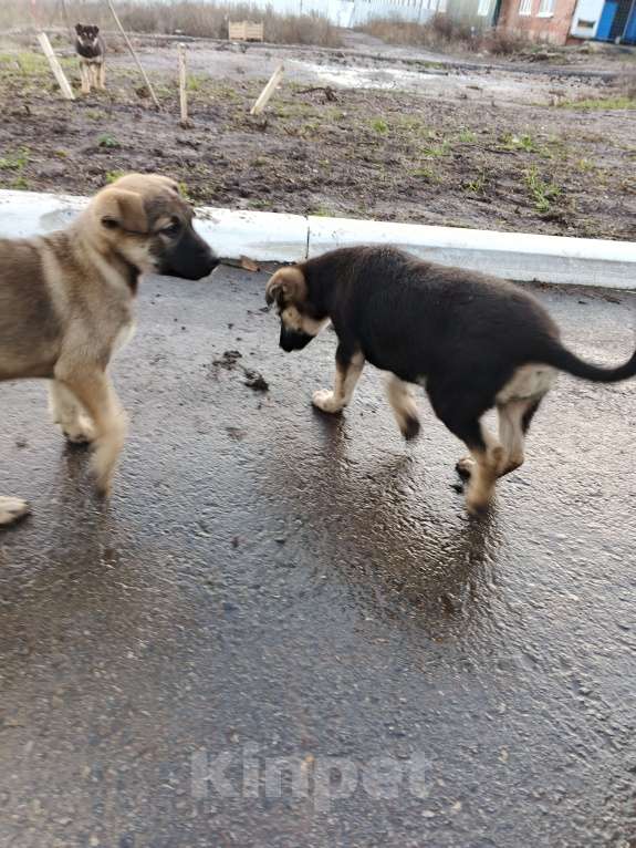 Собаки в Самаре: Отдам бесплатно  Девочка, Бесплатно - фото 3