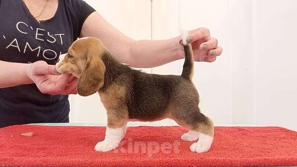 Собаки в Орле: щенки бигля Девочка, Бесплатно - фото 2