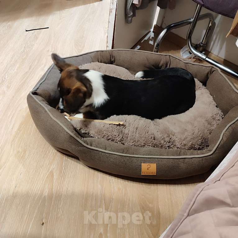 Собаки в Москве: Корги Кардиган 7 месяцев  Девочка, 15 000 руб. - фото 7