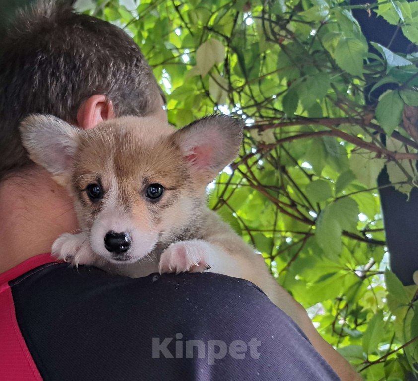 Собаки в других городах Ленинградской области: Корги щенок  Девочка, 120 000 руб. - фото 3