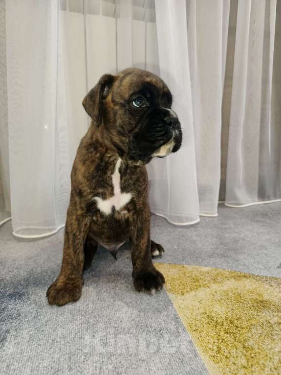 Собаки в Ижевске: Продажа Мальчик, Бесплатно - фото 3