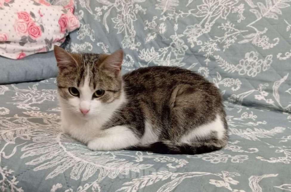 Кошки в Санкт-Петербурге: Маленькая принцесса ищет дом !  Девочка, Бесплатно - фото 4