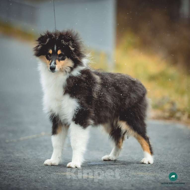 Собаки в других городах Свердловской области: Колли Вассаби, нежная девочка Девочка, 60 000 руб. - фото 5