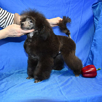 Щенок пуделя миниатюрный серебристый Джентли Борн Рикки