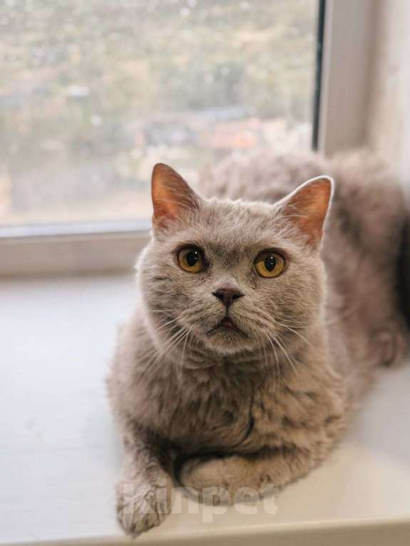 Кошки в Балашихе: Маркиз Мальчик, Бесплатно - фото 2