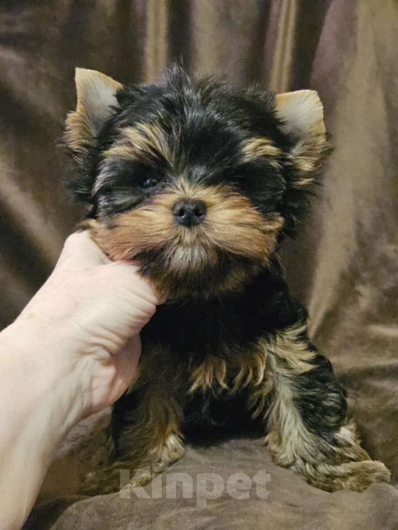 Собаки в Москве: Мальчик йорка  Мальчик, 60 000 руб. - фото 2