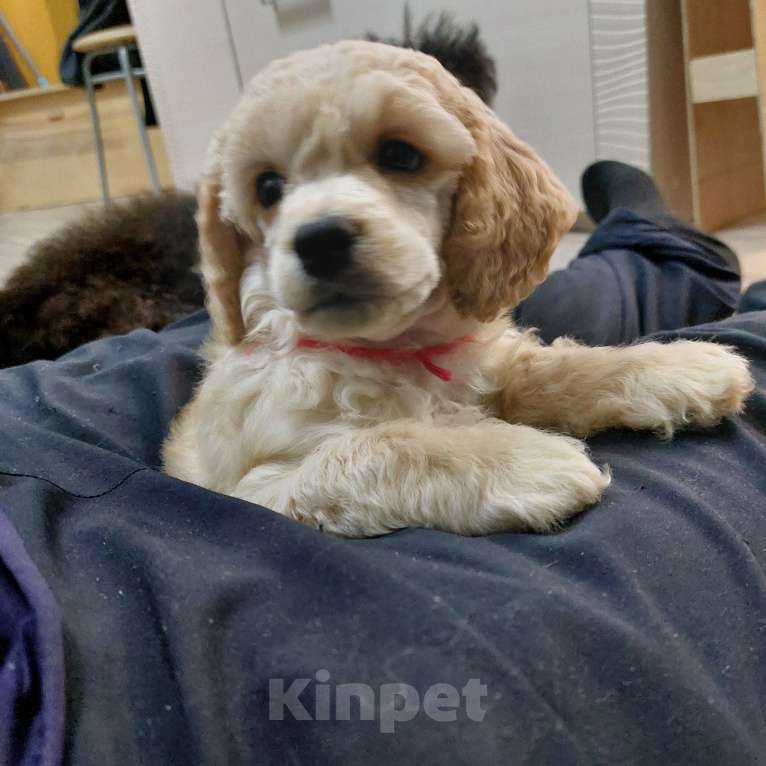 Собаки в Дзержинске: Пудель Мальчик, 30 000 руб. - фото 3