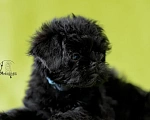 Собаки в Перми: Аффенпинчер - Мистер Grey  Мальчик, 150 000 руб. - фото 3