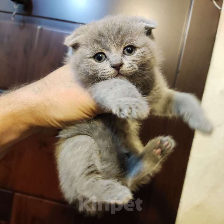 Кошки в Москве: Продаётся шотландский котёнок, скоттиш фолд, окрас голубой дым, девочка. Девочка, 8 000 руб. - фото 1