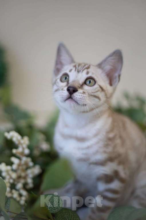 Кошки в Москве: Алфей Мальчик, 70 000 руб. - фото 2