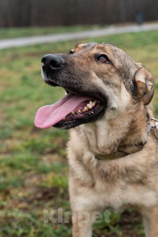 Собаки в Москве: Нежная скромная Дарина Девочка, Бесплатно - фото 3