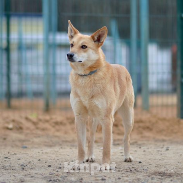 Собаки в Москве: Мимишка Девочка, Бесплатно - фото 4