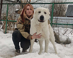 Собаки в Ногинске: Чистокровные щенки среднеазиатской овчарки к продаже Мальчик, Бесплатно - фото 2