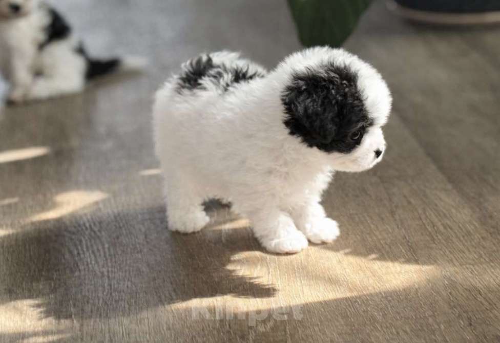 Собаки в Москве: Тикап пудель Девочка, 250 000 руб. - фото 2