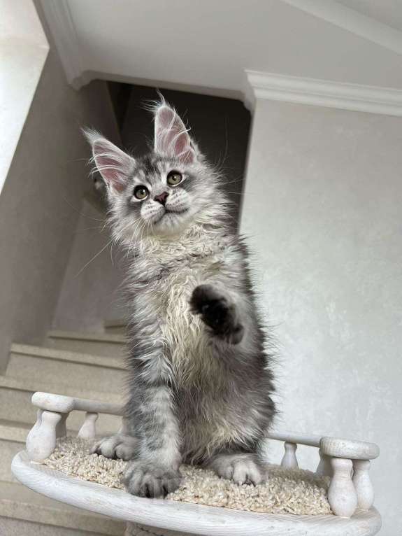 Кошки в Краснодаре: Мальчик Мейн-Кун Мальчик, 90 000 руб. - фото 1