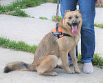 Собаки в Москве: ШАНС на дом и семью для ласкуши Ладушки Девочка, Бесплатно - фото 2