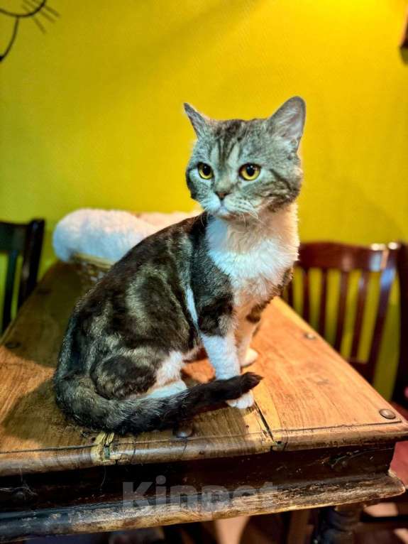 Кошки в Москве: Котик Бараш в добрые руки Мальчик, Бесплатно - фото 3