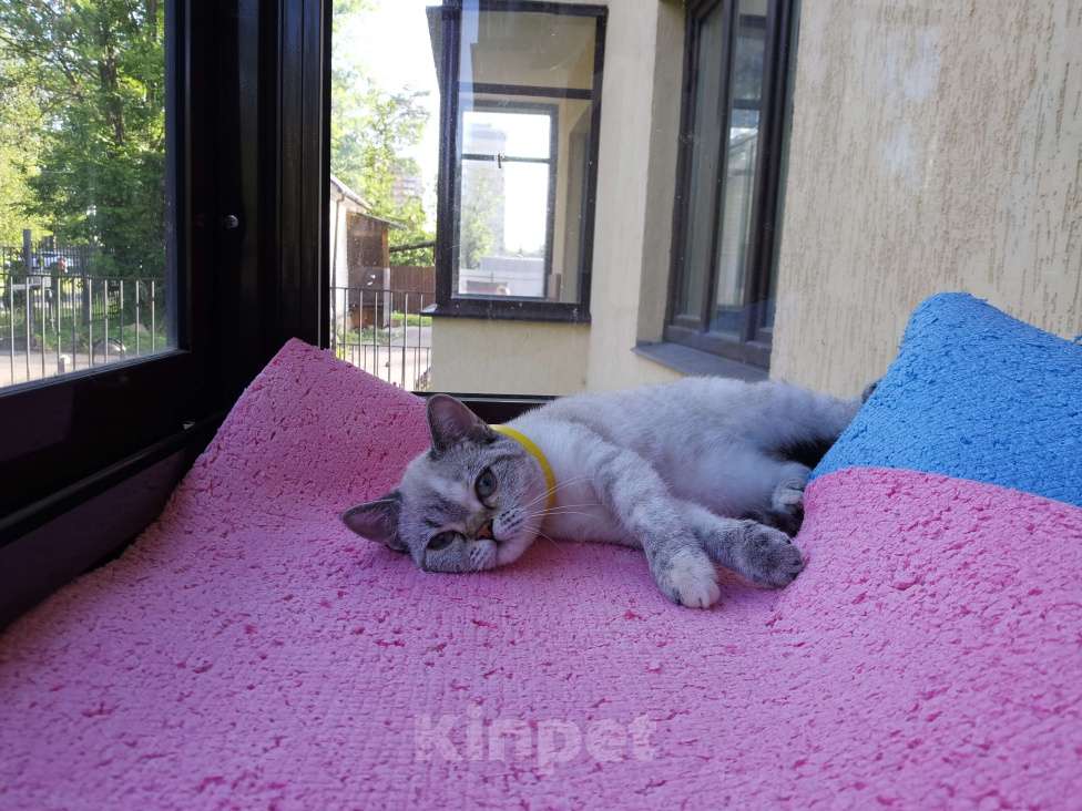 Кошки в Москве: Британские котёнок Девочка Мальчик  Девочка, 15 000 руб. - фото 2