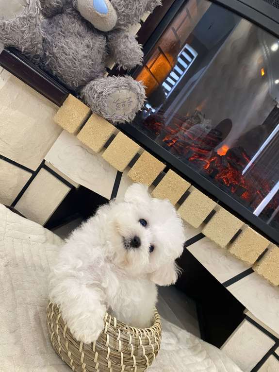 Собаки в Москве: Мини щенок бишон девочка Девочка, 150 000 руб. - фото 3