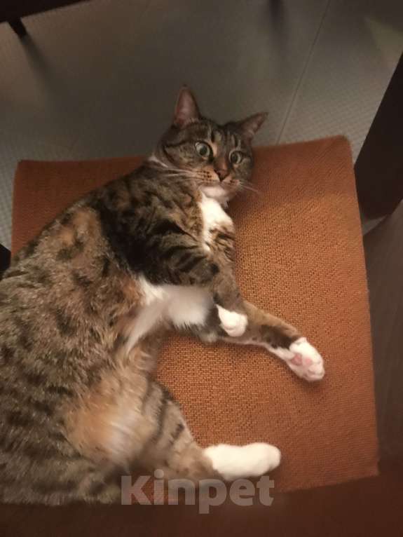 Кошки в Москве: Отдам в добрые руки кошечку Девочка, Бесплатно - фото 2