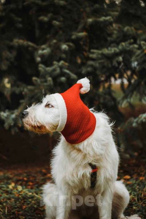 Собаки в Москве: Белая собака Шая с человеческими глазами в дар Девочка, 1 руб. - фото 7