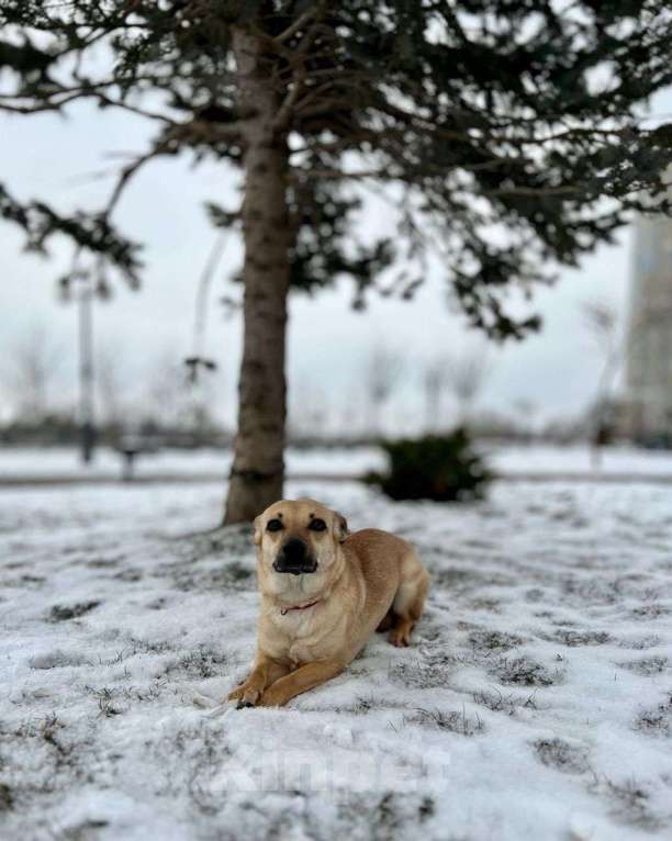 Собаки в Москве: Маленькая собачка в добрые руки! Девочка, Бесплатно - фото 3