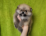Собаки в Москве: Мальчик крем-соболь Мальчик, 30 000 руб. - фото 1