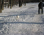 Собаки в Москве: Рассел терьер,парсон, 10 000 руб. - фото 3