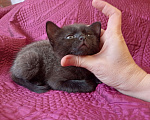 Кошки в Таганроге: Отдам в добрые руки котенка Девочка, 10 руб. - фото 1