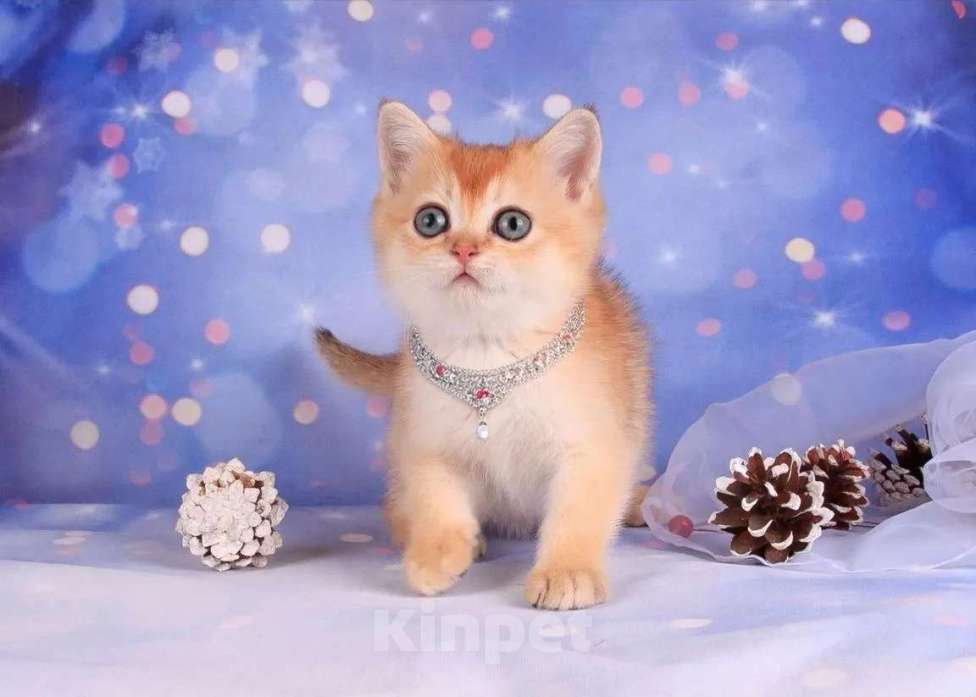 Кошки в Санкт-Петербурге: Золотая скоттиш-страйт Девочка, Бесплатно - фото 1