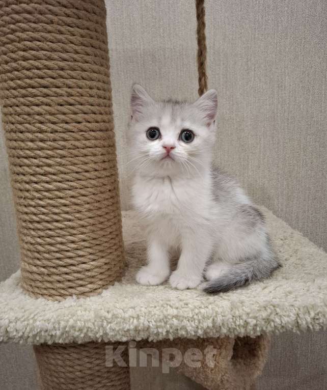 Кошки в Челябинске: Шотландский котенок Мальчик, 20 000 руб. - фото 1