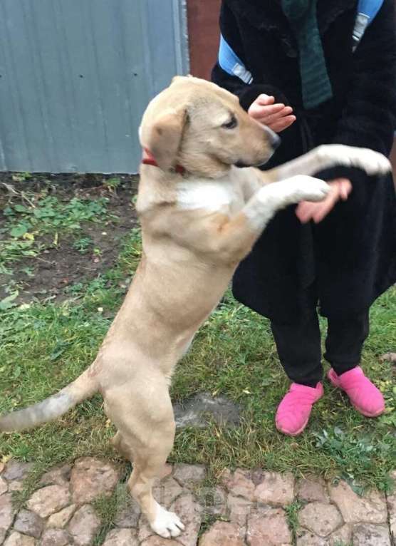 Собаки в Москве: Щенок метис лабрадора Вета Девочка, 1 руб. - фото 1
