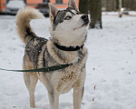 Собаки в Санкт-Петербурге: Красавец хаски Форест из приюта Мальчик, Бесплатно - фото 6