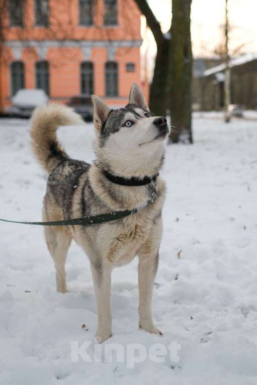 Собаки в Санкт-Петербурге: Красавец хаски Форест из приюта Мальчик, Бесплатно - фото 6
