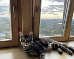Кошки в Москве: Марсель ищет новый дом! Мальчик, 60 000 руб. - фото 1